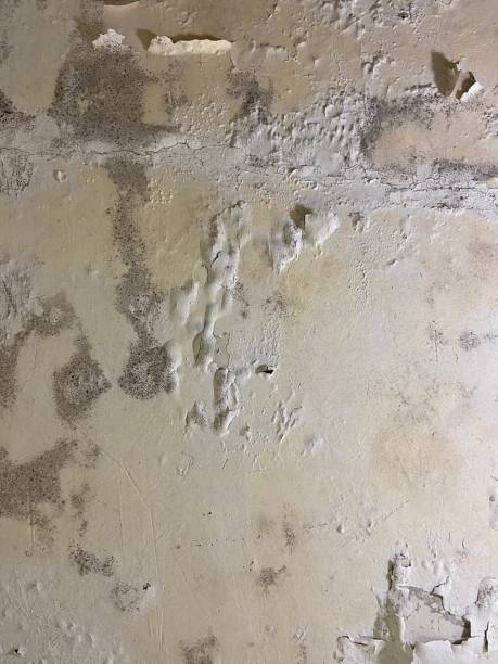 Best Fast Mold Removal  in Eldorado At Santa Fe, NM