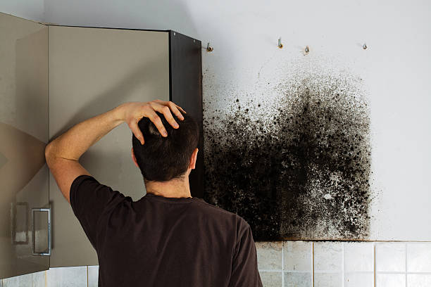 Home Mold Removal in Eldorado At Santa Fe, NM