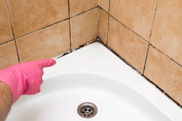 Professional Mold Removal in Eldorado At Santa Fe, NM