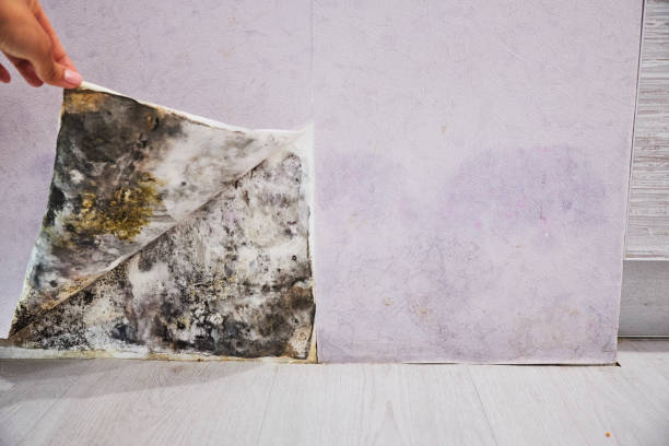 Best Mold Damage Repair  in Eldorado At Santa Fe, NM